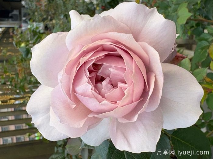 五十弦月季(图3)