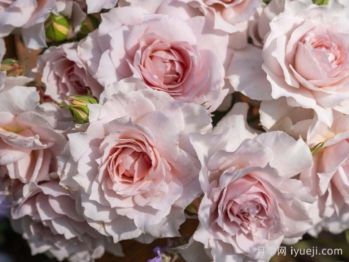 五十弦月季(图2)