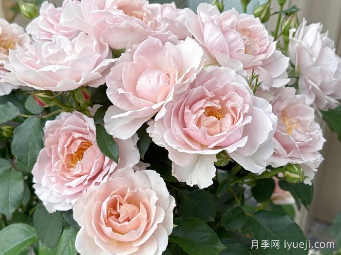 五十弦月季(图4)