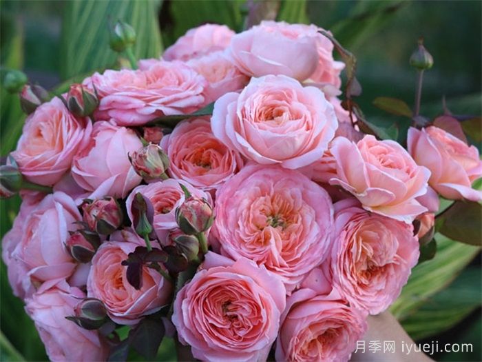 梧桐月月季(图4)