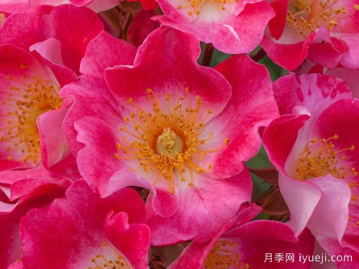 无忧无虑月季Carefree Spirit(图1)