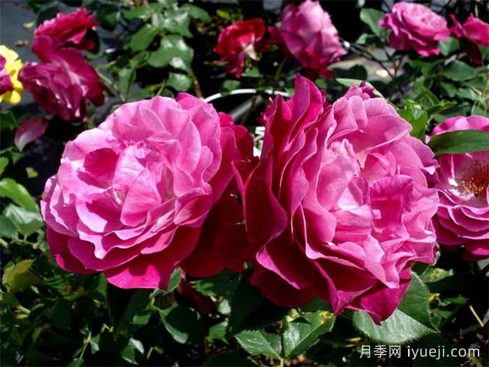 无垠蓝天月季/蓝色伊甸园月季Wild Blue Yonder(图2)