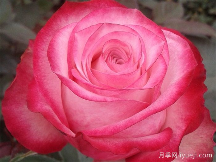 无限月季/无限制No Limit(图1)