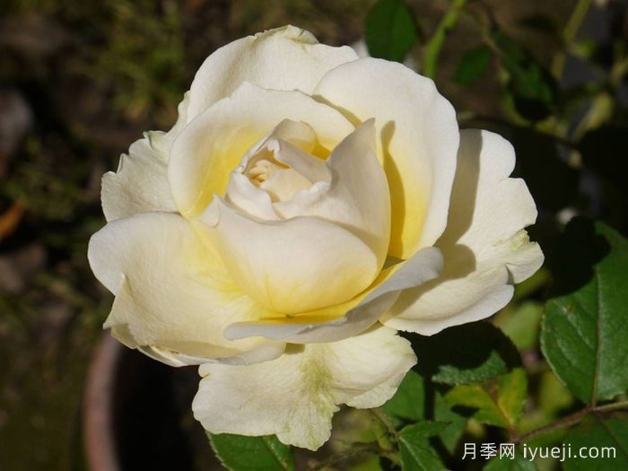 无限永远月季/英菲尼迪Infinity(图2)