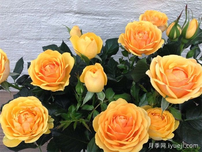 无限金色月季/金无限Jinfinity(图1)