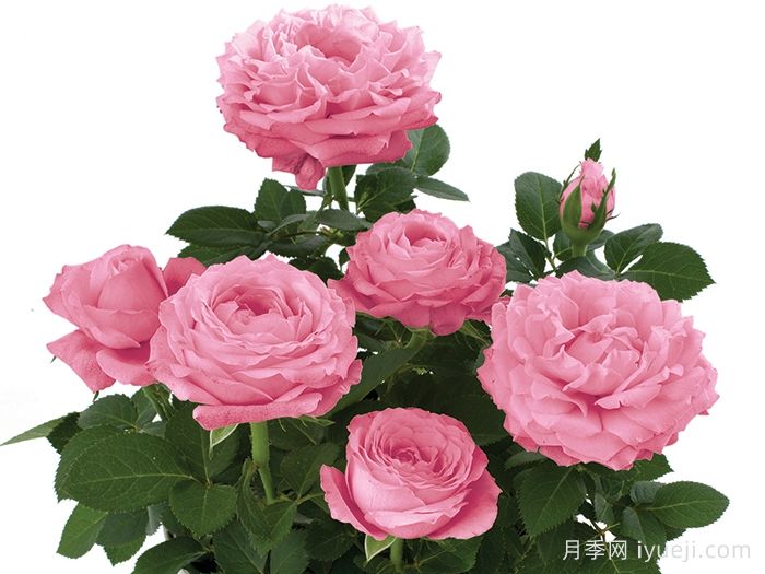 无限粉红月季/粉色无限月季Pink Infinity(图2)