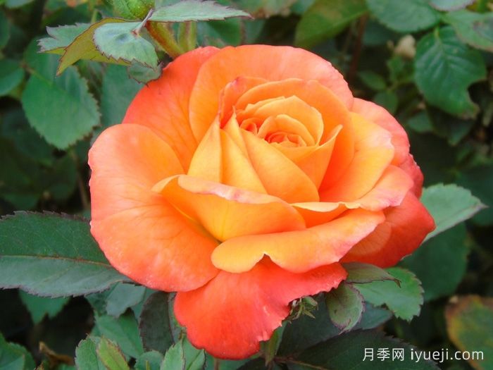 无畏月季/勇敢Fearless(图1)