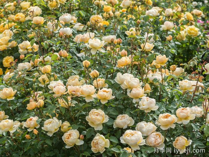 无名的裘德月季/朦胧的朱迪月季Jude the Obscure(图4)