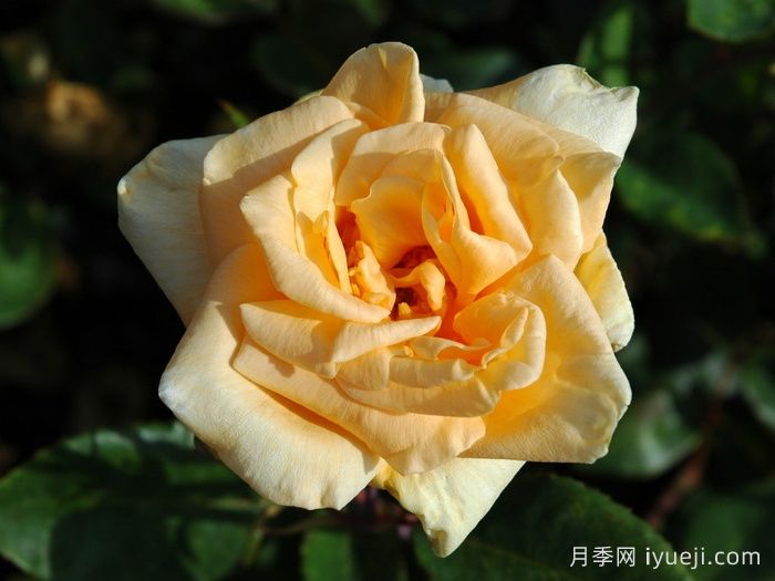 希灵顿夫人月季Lady Hillingdon(图1)