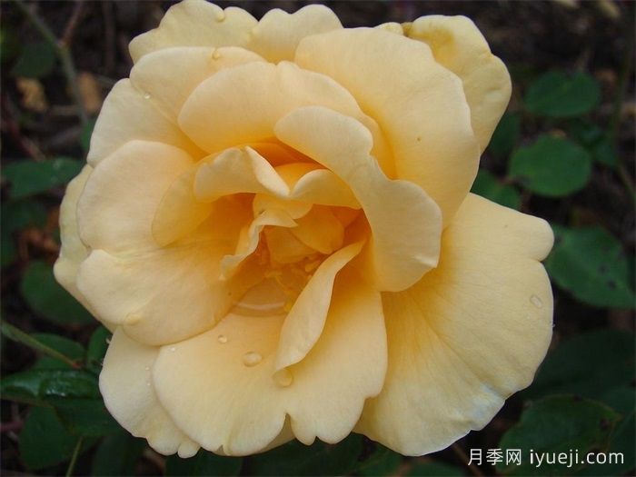 希灵顿夫人月季Lady Hillingdon(图3)