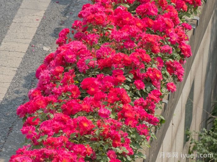 西子伊人月季/万山红霜(图3)