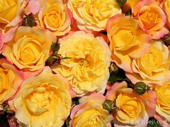 希望玫瑰月季/玫瑰之夜Rose der Hoffnung(图2)