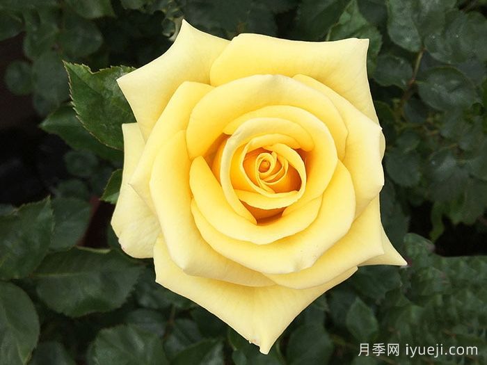 希望女王月季/皇后的希望Queen of Hope(图1)