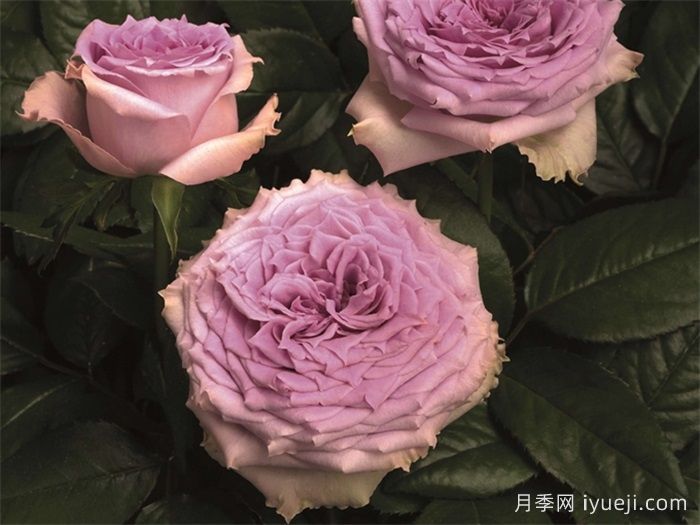 乡村音乐月季/乡村精神之歌Country Spirit Song(图2)