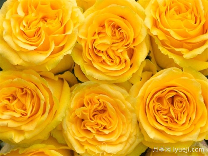 乡村阳光月季Country Sun(图1)