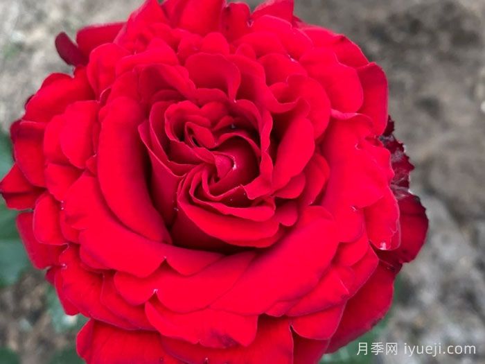 乡村绒光月季/乡村荣光(图1)