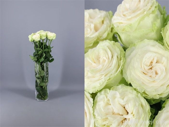 乡村女王月季/乡村皇后Country Spirit Queen(图1)