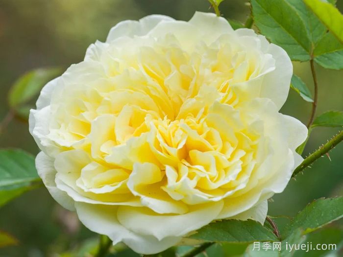 乡村牧师月季The Country Parson(图1)