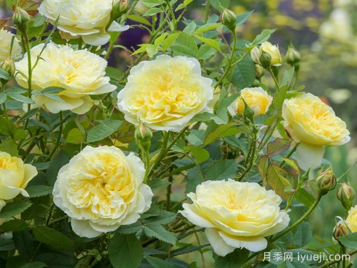 乡村牧师月季The Country Parson(图2)