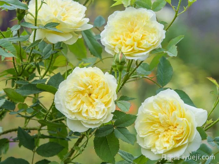 乡村牧师月季The Country Parson(图3)