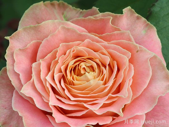 乡村路易斯月季Country Spirit Louise(图3)