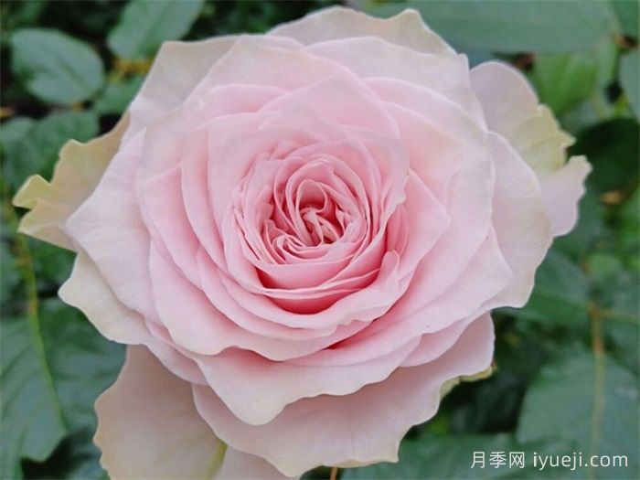 乡村牡丹月季/乡村精神牡丹Country Spirit Peonia(图1)