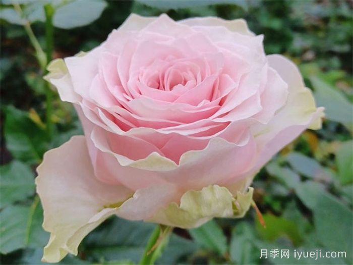 乡村牡丹月季/乡村精神牡丹Country Spirit Peonia(图2)