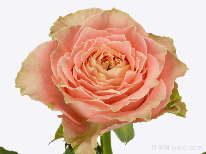 乡村路易斯月季Country Spirit Louise(图2)