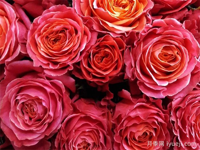 乡村花园月季Country Spirit Garden(图2)