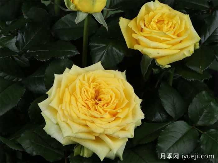 乡村蝴蝶月季Country Spirit Papillon(图2)