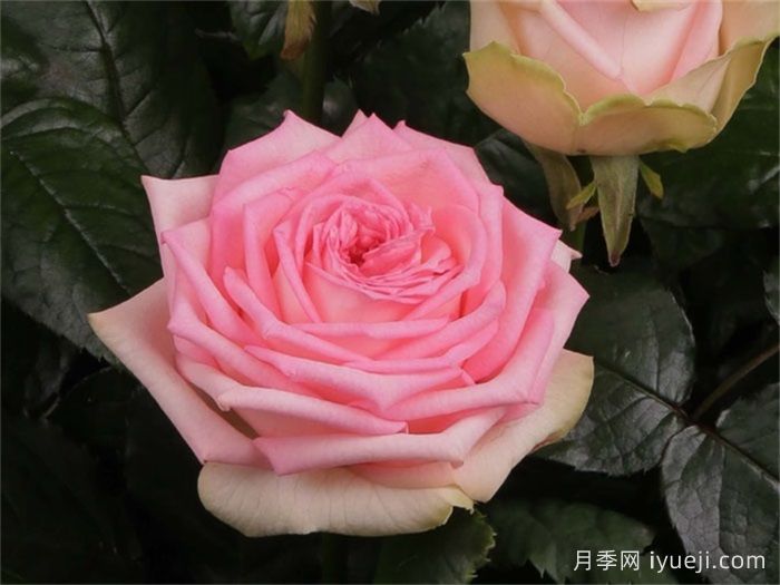 乡村公主月季Country Spirit Princess(图1)