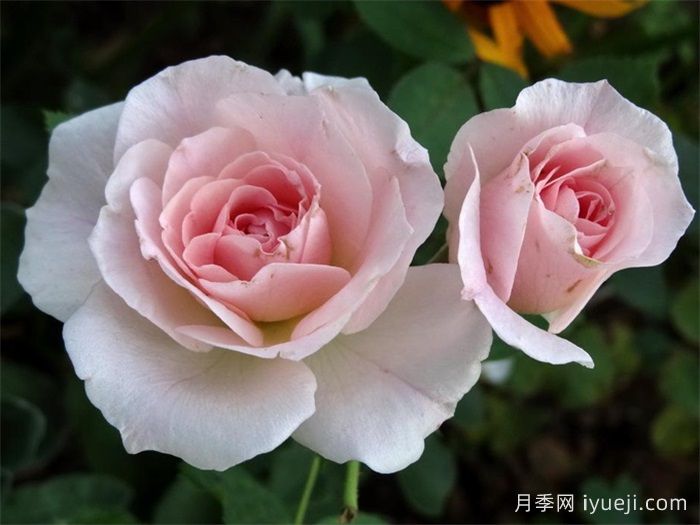 现代桃红月季/现代腮红Morden Blush(图2)