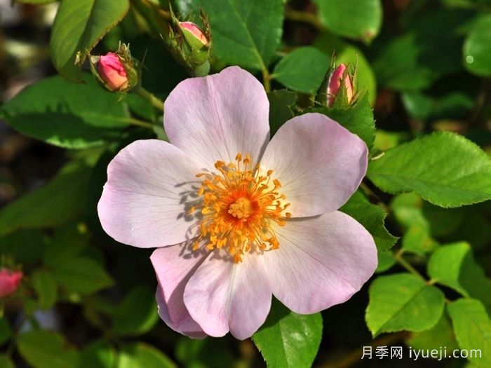 仙女罗瑟琳月季/仙女罗莎琳Heavenly Rosalind(图2)