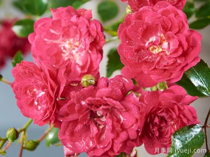 仙女皇后月季/妖精皇后Fairy Queen(图1)