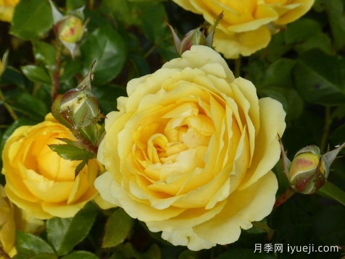 玛尔丽斯城堡月季/夏日黄金/夏日之星Marselisborg Castle(图2)