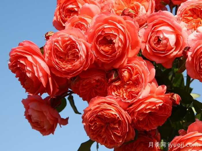 夏日花火月季(图1)