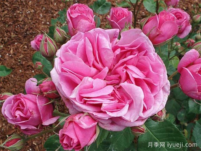 夏米安月季/查尔米安Charmian(图1)