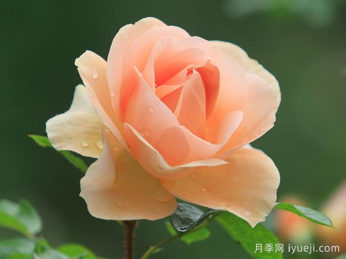 星星公主月季Royal Estelle(图2)