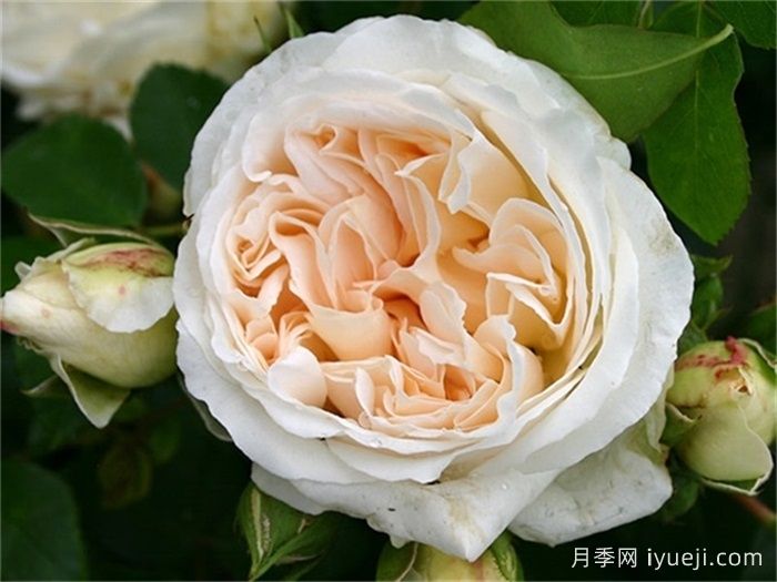 星河月季/尘世/宇宙Kosmos(图1)