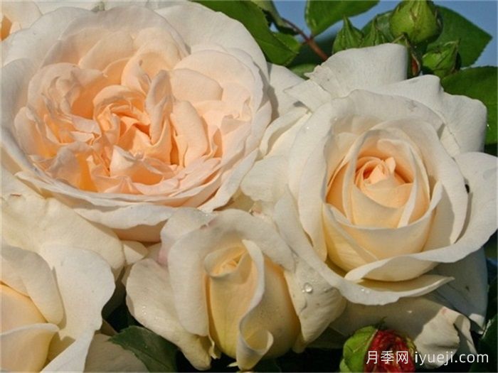 星河月季/尘世/宇宙Kosmos(图3)