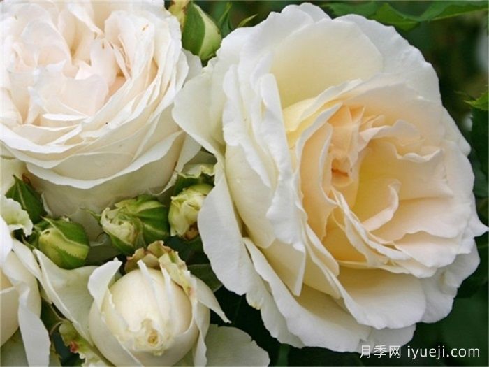 星河月季/尘世/宇宙Kosmos(图2)