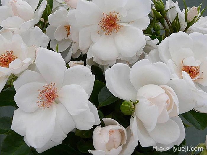 星光交响曲月季Starlight Symphony(图2)