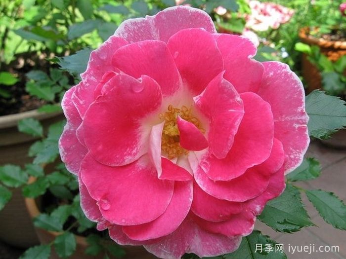 新生冰川月季/新冰川/雷根斯堡Regensberg(图1)