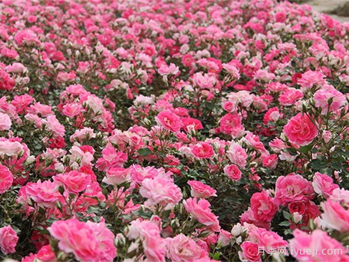 新生冰川月季/新冰川/雷根斯堡Regensberg(图3)