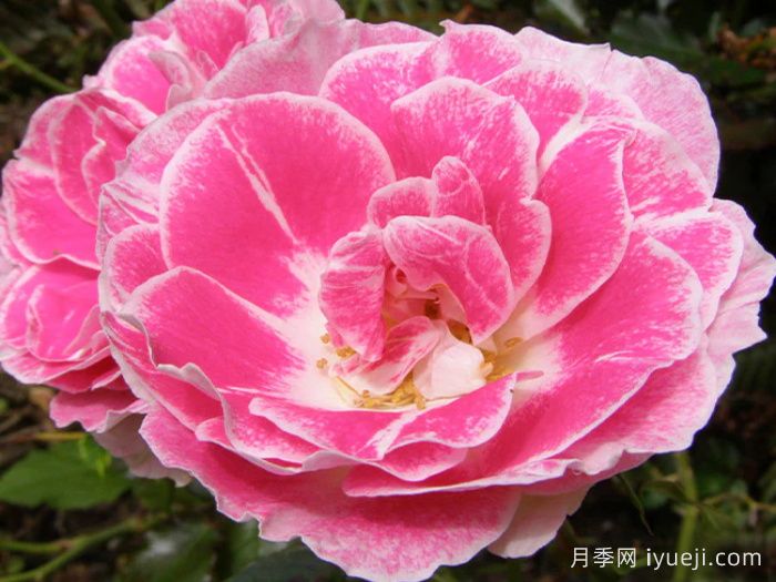 新生冰川月季/新冰川/雷根斯堡Regensberg(图2)