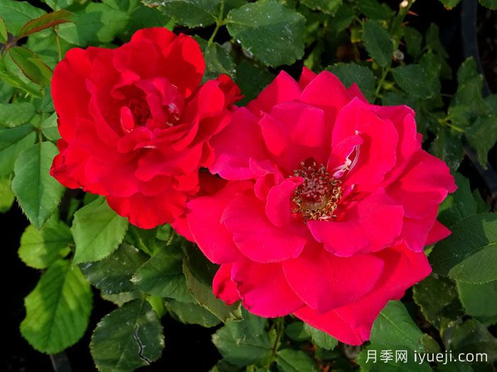 心情月季In the Mood(图1)