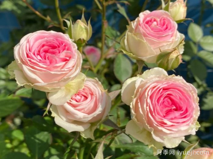 小伊甸园月季/迷你伊甸园/灌小伊Mimi Eden(图3)