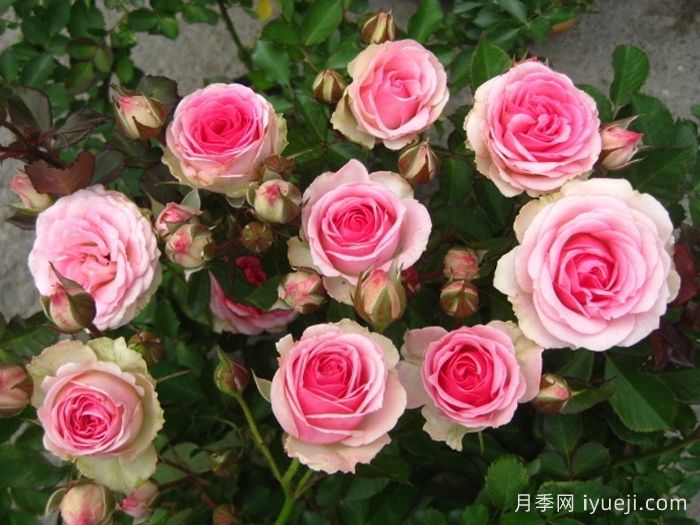 小伊甸园月季/迷你伊甸园/灌小伊Mimi Eden(图1)