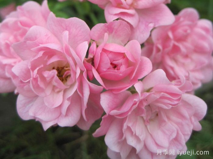 小仙女月季The Fairy(图2)