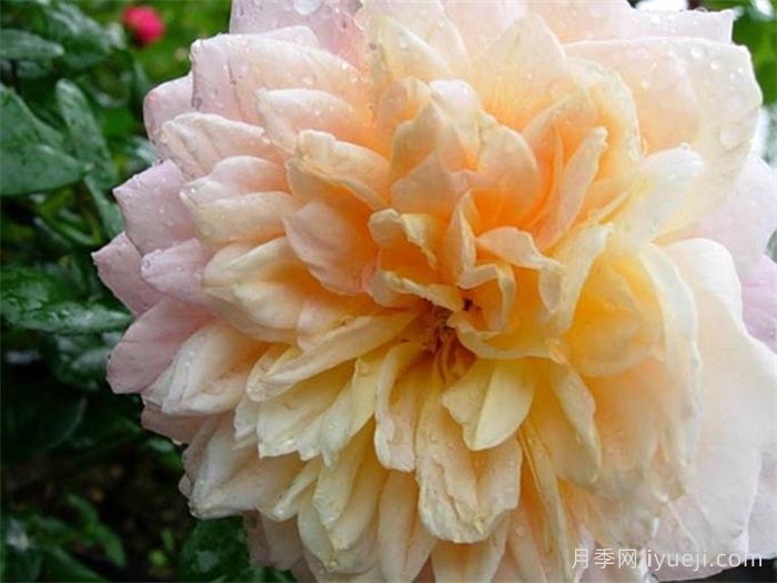 小说家月季Storywriter(图1)